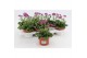 Arabis caucasica rosea Arabis Rose Delight1 pp 