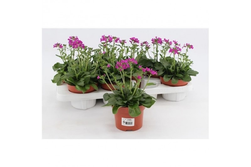 Arabis caucasica rosea Arabis Rose Delight1 pp 