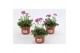 Arabis caucasica rosea Arabis Rose Delight1 pp 