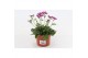 Arabis caucasica rosea Arabis Rose Delight1 pp 