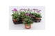 Arabis caucasica rosea Arabis Rose Delight1 pp 