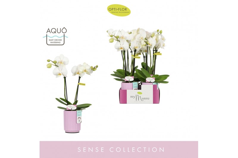 Phalaenopsis wit MyMonro Blondy 2 spike in Molise Lilac Aquo 6 bl. 2 t 
