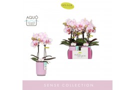 Phalaenopsis roze MyMonro Make-up 2 spike in Molise Lilac Aquo 6 bl. 2