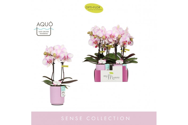 Phalaenopsis roze MyMonro Make-up 2 spike in Molise Lilac Aquo 6 bl. 2 