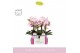 Phalaenopsis roze MyMonro Make-up 2 spike in Molise Lilac Aquo 6 bl. 2 