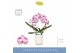 Phalaenopsis oranje Mirror Miracle Ariel 2 spike in Molise White Aquo  