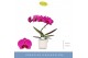 Phalaenopsis paars Balletto Pivot 1 spike in Lazio White 9 bl. 1 tak/p 