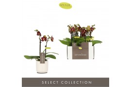 Phalaenopsis multiflora Optifriend Esmee 2 spike in Lazio White 10 bl.