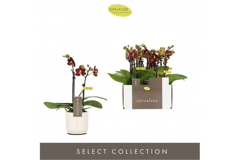 Phalaenopsis multiflora Optifriend Esmee 2 spike in Lazio White 10 bl. 