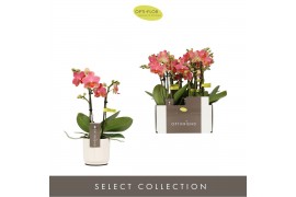Phalaenopsis multiflora oranje Optifriend Gwen 2 spike in Lazio White 