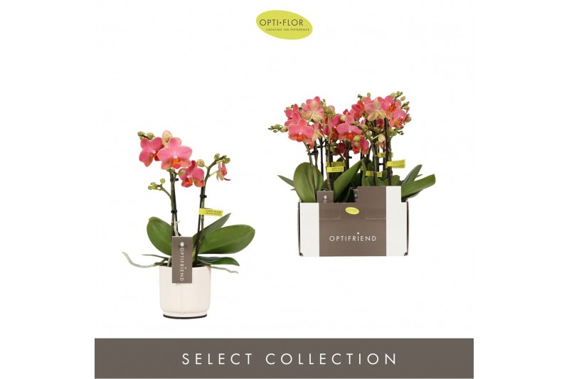 Phalaenopsis multiflora oranje Optifriend Gwen 2 spike in Lazio White  