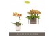 Phalaenopsis multiflora oranje Optifriend Indy 2 spike in Lazio White  