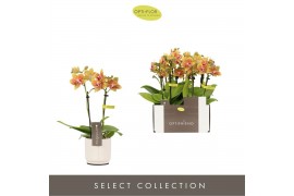 Phalaenopsis multiflora oranje Optifriend Indy 2 spike in Lazio White 