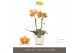 Phalaenopsis multiflora oranje Optifriend Indy 2 spike in Lazio White  