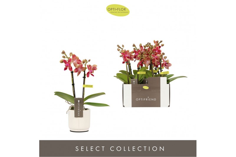 Phalaenopsis multiflora rood Optifriend Kyra 2 spike in Lazio White 10 