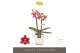 Phalaenopsis multiflora rood Optifriend Kyra 2 spike in Lazio White 10 
