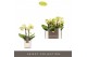 Phalaenopsis multiflora geel Optifriend Lena 2 spike in Lazio White 10 