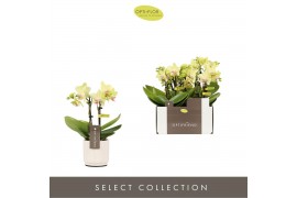 Phalaenopsis multiflora geel Optifriend Lena 2 spike in Lazio White 10