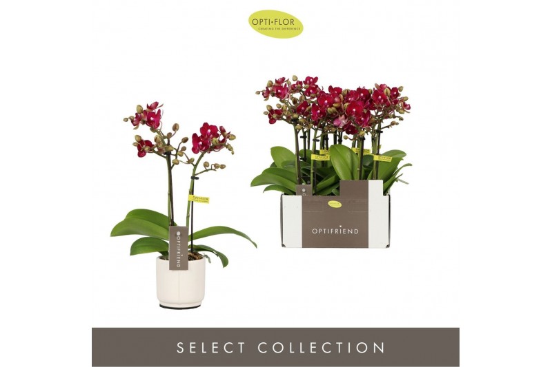Phalaenopsis multiflora rood Optifriend Lola 2 spike in Lazio White 10 