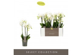 Phalaenopsis multiflora wit Optimost Amabilis Starrion 3 spike35 bl. 3