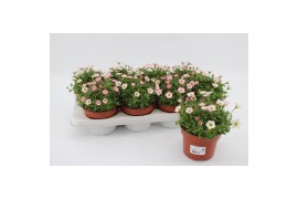 Saxifraga alpino early picotee Saxifraga Alpino Early Picotee1 pp