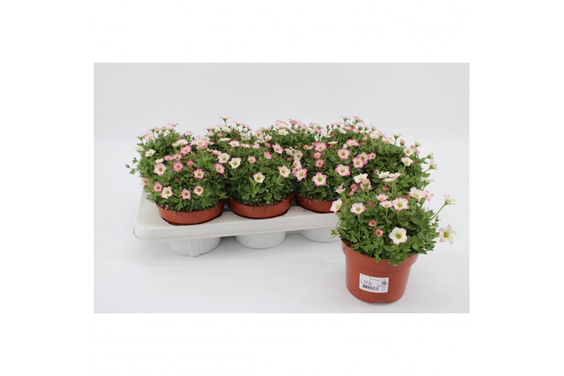 Saxifraga alpino early picotee Saxifraga Alpino Early Picotee1 pp 