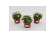 Saxifraga alpino early picotee Saxifraga Alpino Early Picotee1 pp 