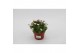 Saxifraga alpino early picotee Saxifraga Alpino Early Picotee1 pp 
