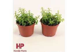 Aeschynanthus twister P12 cm - Aeschynanthus Twister 7.5 - 9.0  cm 7 p