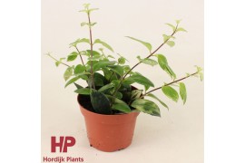 Aeschynanthus lobbianus variegatus P12 cm - Aeschynanthus lobbianus Va