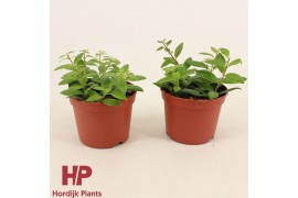 Aeschynanthus caro improved P12 cm - Aeschynanthus Caro Imp 7.5 - 9.0 