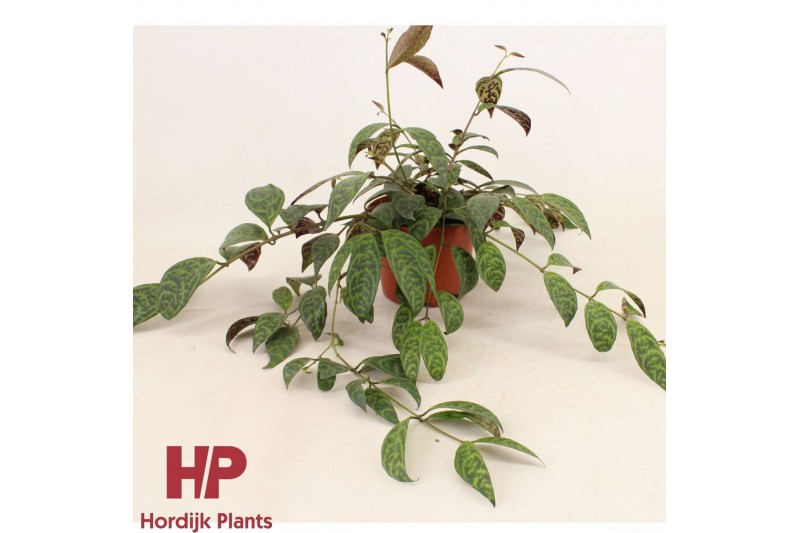 Aeschynanthus marmoratus 12 cm pot - Aeschynanthus Marmoratus 15 - 19  