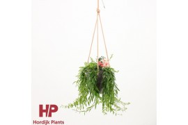 Aeschynanthus japhrolepis Aeschynanthus Japhrolepis incl. sierpot met 