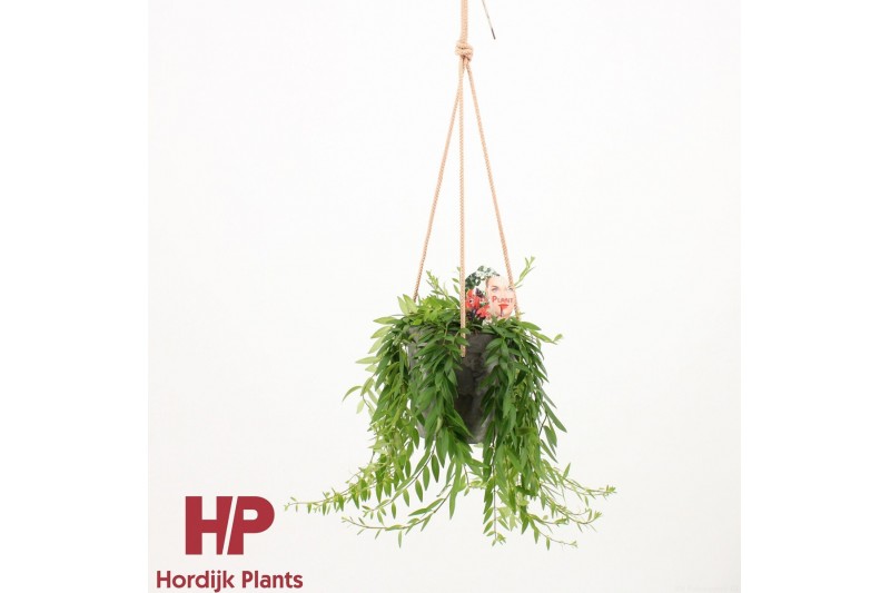 Aeschynanthus japhrolepis Aeschynanthus Japhrolepis incl. sierpot met  