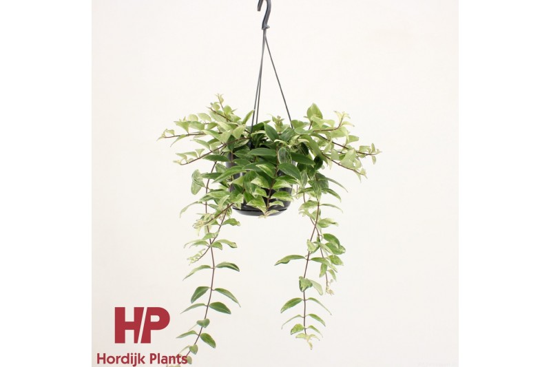 Aeschynanthus lobbianus variegatus Aeschynanthus lobbianus Variegatus  