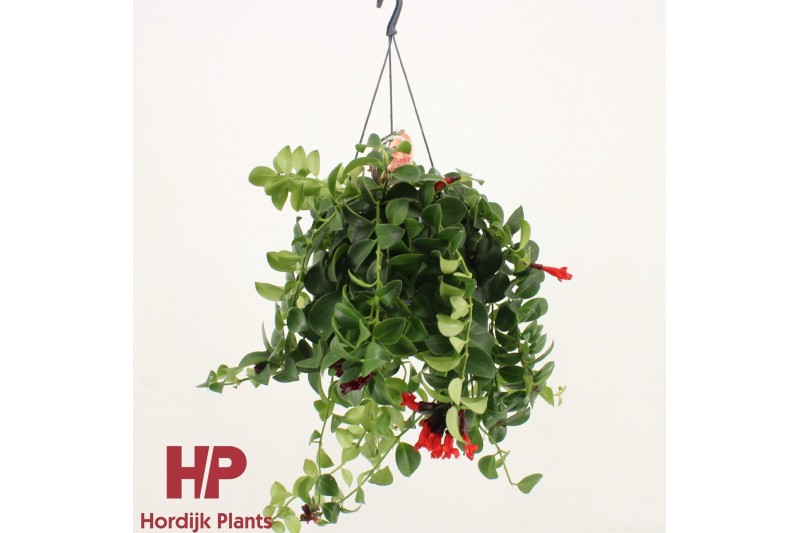 Aeschynanthus mona lisa Aeschynanthus Mona Lisa; bloeiend 35 - 39  cm  