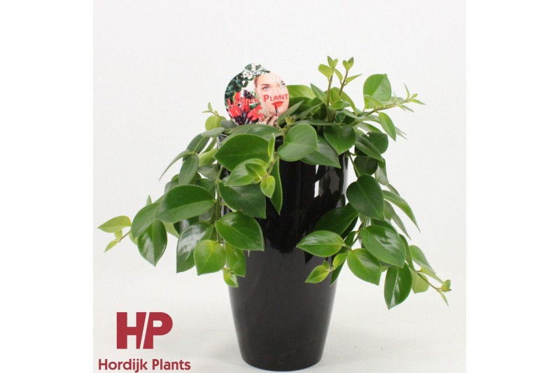 Aeschynanthus mona lisa Aeschynanthus Mona Lisa Keramiek Zwart 40 - 44 