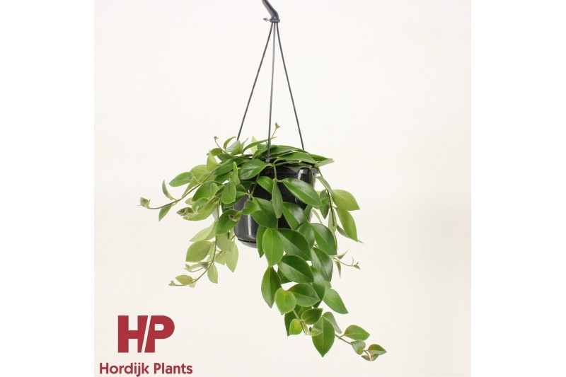 Aeschynanthus mona lisa Aeschynanthus Mona Lisa Groen 25 - 29  cm 9 pp 