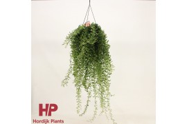 Aeschynanthus twister Aeschynanthus Twister XXL 55 cm  cm 12 pp