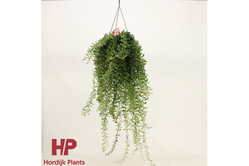Aeschynanthus twister Aeschynanthus Twister XXL 55 cm  cm 12 pp 