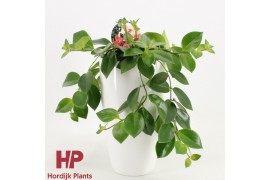 Aeschynanthus mona lisa Aeschynanthus Mona Lisa Keramiek Wit 40 - 44  