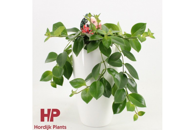 Aeschynanthus mona lisa Aeschynanthus Mona Lisa Keramiek Wit 40 - 44   