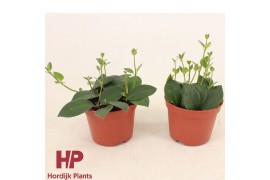 Aeschynanthus mona lisa 12 cm pot - Aeschynanthus (Flearly) Mona Lisa 