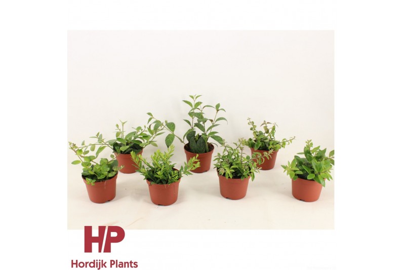 Aeschynanthus radicans 12 cm pot - Aeschynanthus Mix 10 - 14  cm 5 pp 