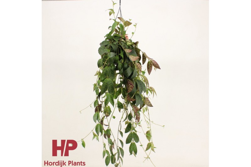 Aeschynanthus marmoratus Aeschynanthus Marmoratus 50 - 59  cm 10 pp 