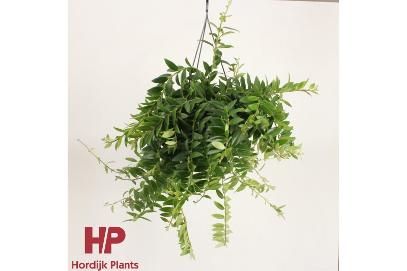 Aeschynanthus caro improved Aeschynanthus Caro Improved - GROEN 30 - 3 