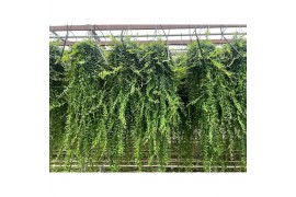 Aeschynanthus japhrolepis Aeschynanthus Japhrolepis XXL 80 - 89  cm 16