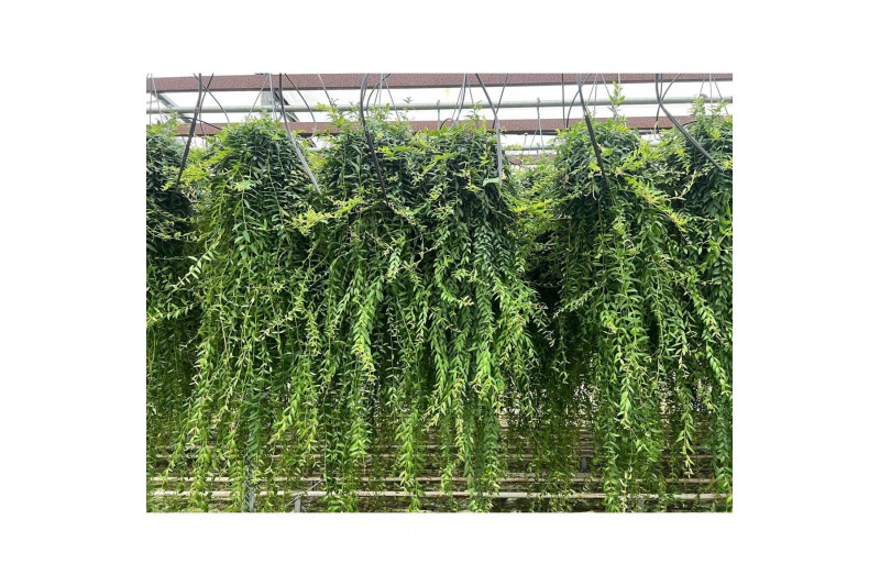 Aeschynanthus japhrolepis Aeschynanthus Japhrolepis XXL 80 - 89  cm 16 