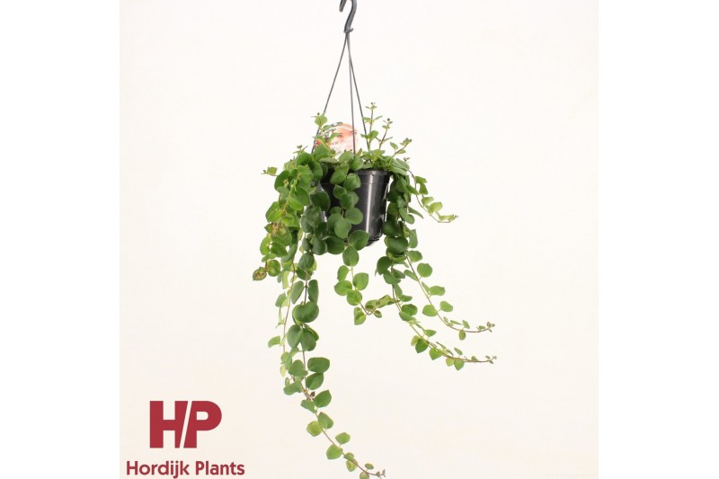 Aeschynanthus pink polka Aeschynanthus Pink Polka Groen 35 - 39  cm 12 