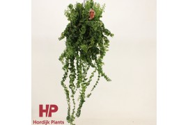 Aeschynanthus twister xl Aeschynanthus Twister XL - XXL 55 cm  cm 9 pp